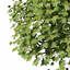 XfrogPlants American Planetree