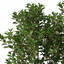 XfrogPlants Cherry Laurel