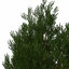XfrogPlants English Yew