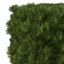 XfrogPlants Western Red Cedar