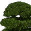 XfrogPlants Golden Oriental Arborvitae
