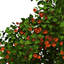 XfrogPlants Paper Mulberry