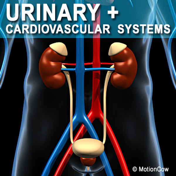 Human Urinary System