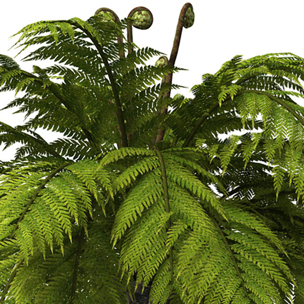 XfrogPlants Tasmanian Treefern 3D Models