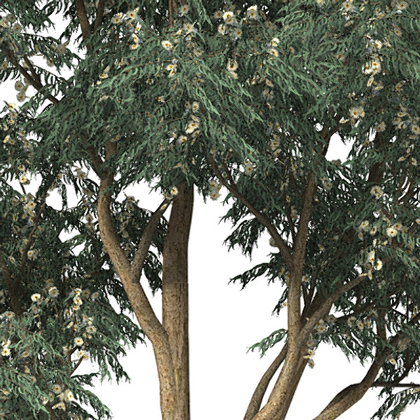 XfrogPlants Blue-Gum Eucalyptus Texture Maps