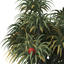 XfrogPlants Coastal Screw Pine