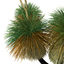 XfrogPlants Australian Grass Tree