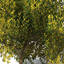 XfrogPlants Coastal Wattle