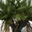 XfrogPlants Carnavon Gorge Macrozamia