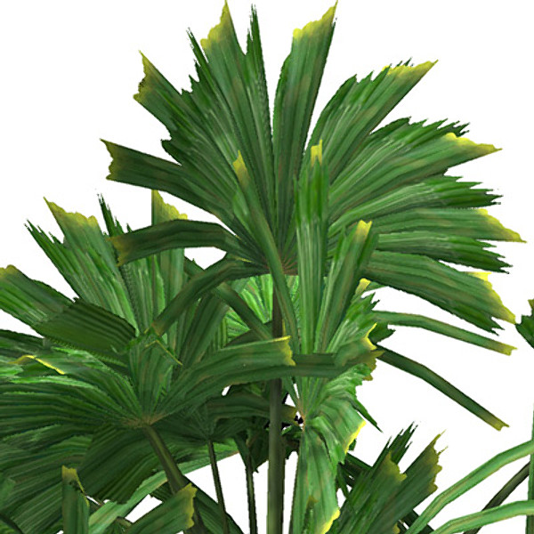 XfrogPlants Queensland Fan Palm 3D Models