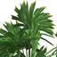 XfrogPlants Queensland Fan Palm