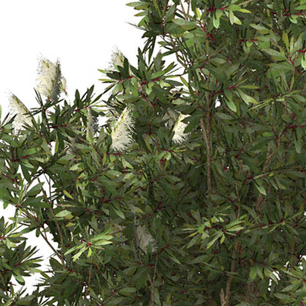 XfrogPlants Broadleaved Paperbark Texture Maps