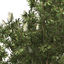 XfrogPlants Broadleaved Paperbark