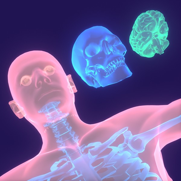 Human Body (Male)
