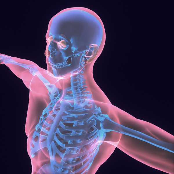 Human Body (Male) 3D Models
