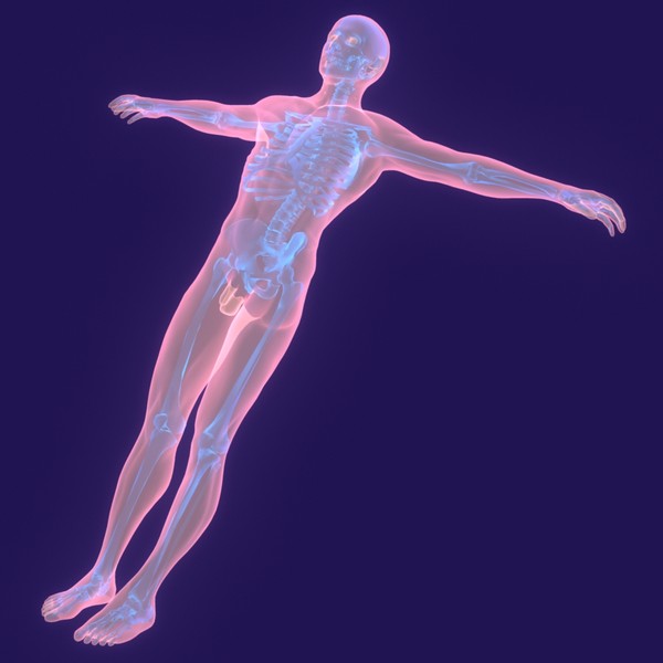 Human Body (Male)