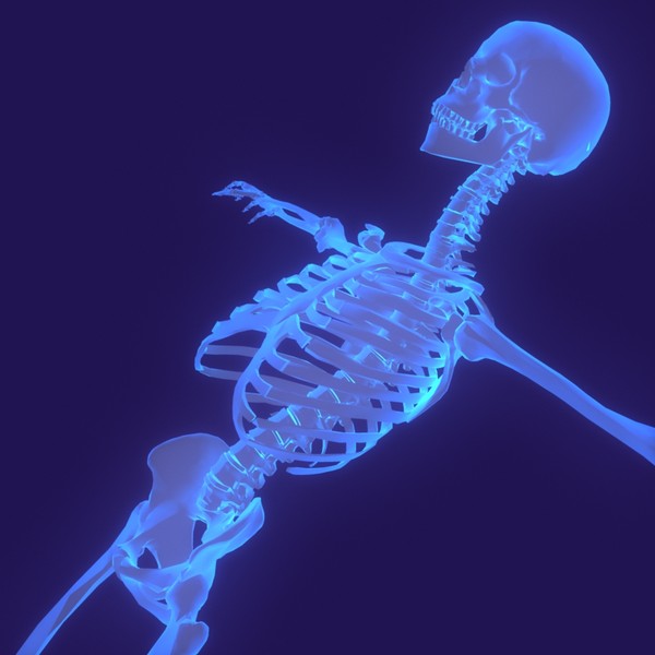 Human Body (Male)