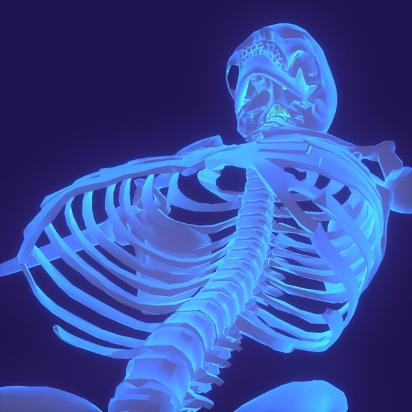 Human Body (Male)