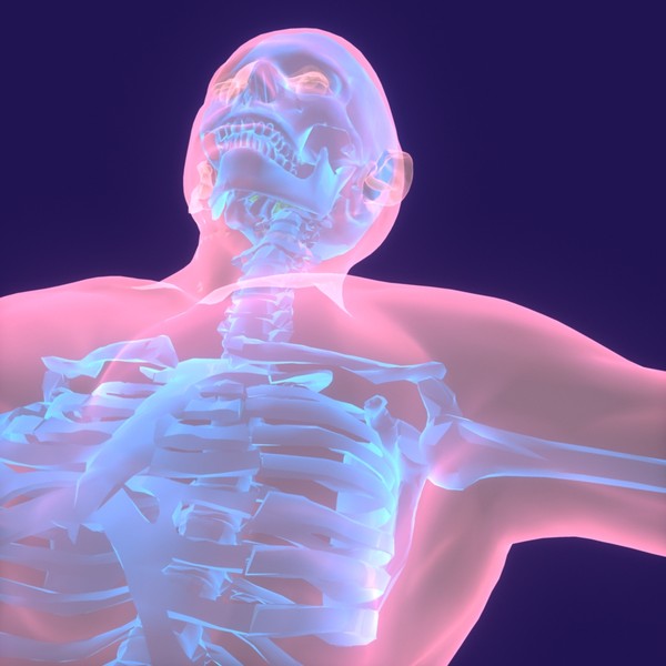 Human Body (Male)