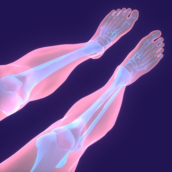 Human Body (Male)
