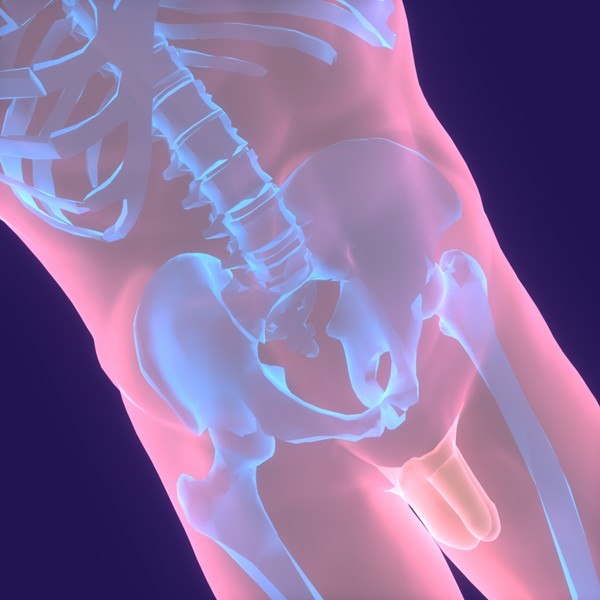 Human Body (Male)