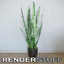 Sansevieria houseplant