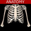 Thoracic and Shoulder bones