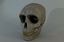 3D Model Human Skull
