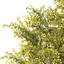 XfrogPlants Silver Wattle