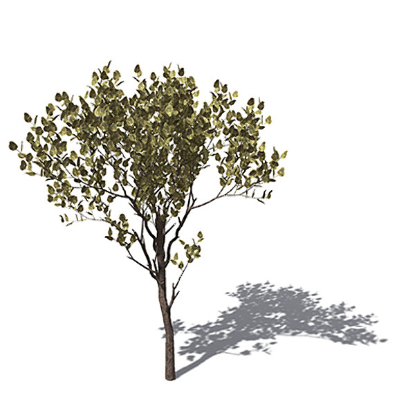 XfrogPlants Rubber tree