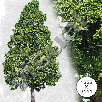 7 big conifers