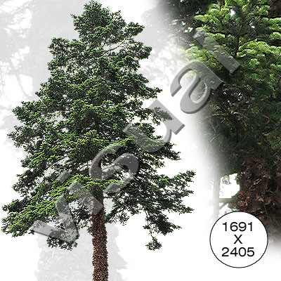 7 big conifers
