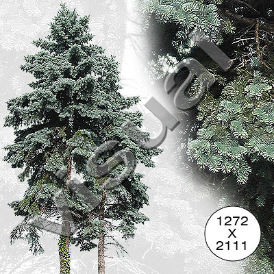 7 big conifers