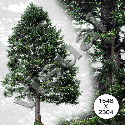 7 big conifers