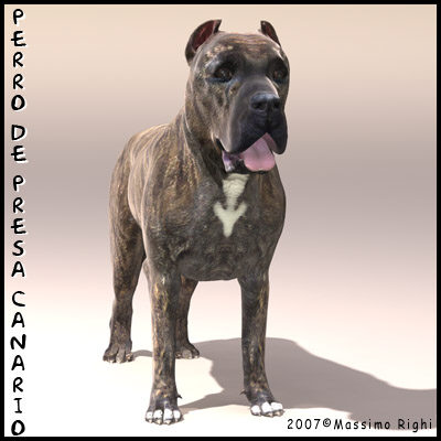 perro presa canario dog 3d x - Perro de Presa Canario by Massimo Righi