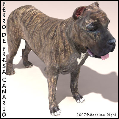 perro presa canario dog 3d x - Perro de Presa Canario by Massimo Righi