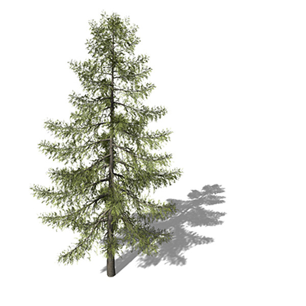 3d xfrogplants tamarack tree model - XfrogPlants Tamarack by xfrog