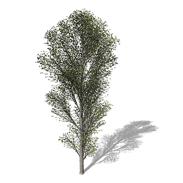 xfrogplants black poplar tree 3ds - XfrogPlants Black Poplar by xfrog