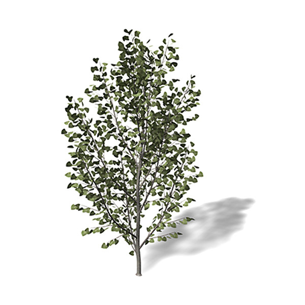 xfrogplants black poplar tree 3ds - XfrogPlants Black Poplar by xfrog