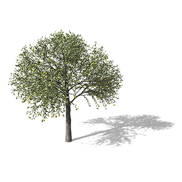 xfrogplants guava tree 3d 3ds - XfrogPlants Guava by xfrog