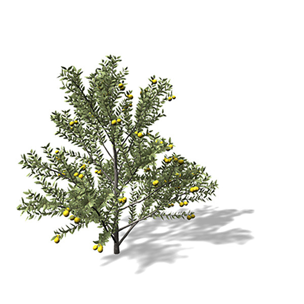 xfrogplants guava tree 3d 3ds - XfrogPlants Guava by xfrog
