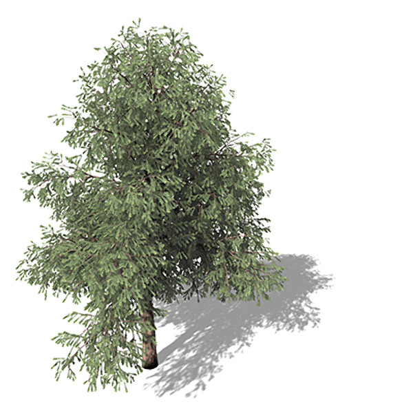 3d xfrogplants pacific yew tree model - XfrogPlants Pacific Yew by xfrog