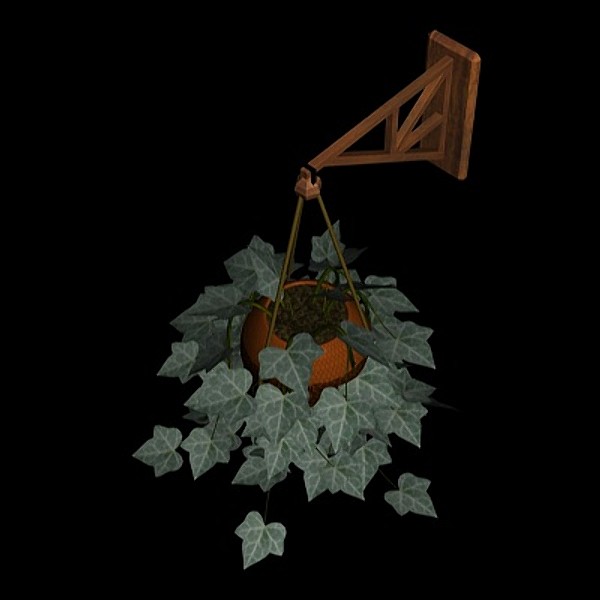 PL Hanging English Ivy