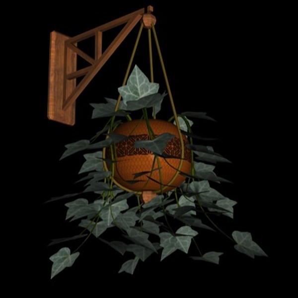 PL Hanging English Ivy