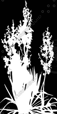 BushL_07.tga
