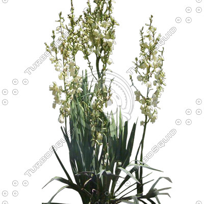 BushL_07.tga