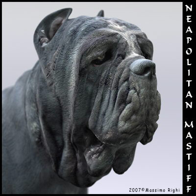 extensive dog 2 fbx - 12 Dogs Collection (2) by Massimo Righi