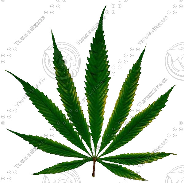 marihuana  leaf