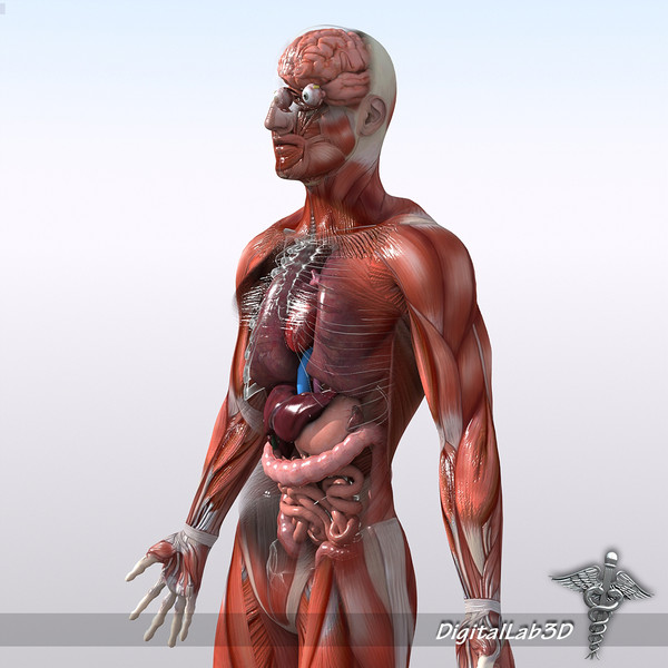 Human Male Anatomy