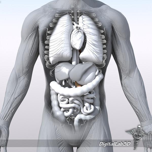 Human Male Anatomy